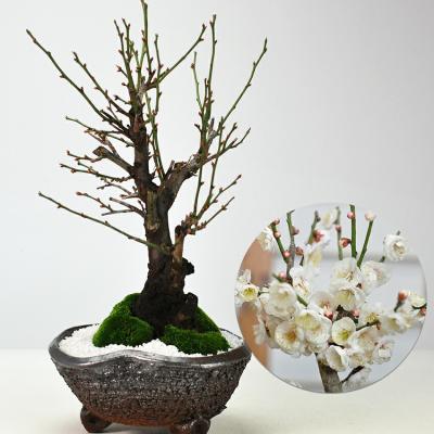 野梅のおすすめ人気商品一覧 通販 - Yahoo!ショッピング