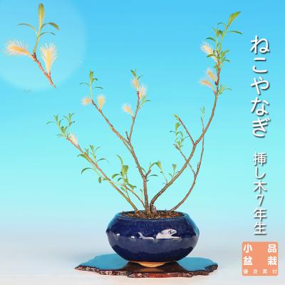 ネコヤナギのおすすめ人気商品一覧 通販 - Yahoo!ショッピング