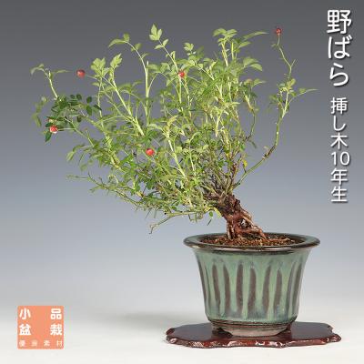 ミニバラ盆栽の商品一覧 通販 - Yahoo!ショッピング