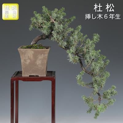 杜松のおすすめ人気商品一覧 通販 - Yahoo!ショッピング