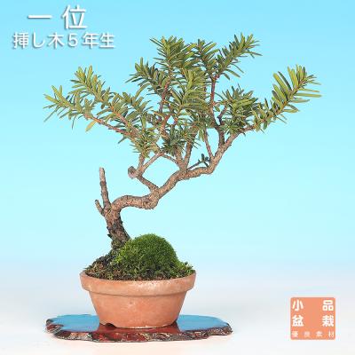 昌国 盆栽のおすすめ人気商品一覧 通販 - Yahoo!ショッピング