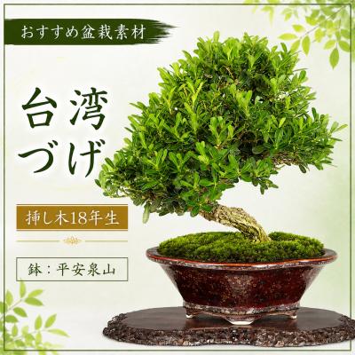 台湾ツゲ　希少　コケ順よく花いっぱい咲きます。 ツゲ（盆栽、苔玉） | 花、ガーデニング のおすすめ人気商品一覧 通販