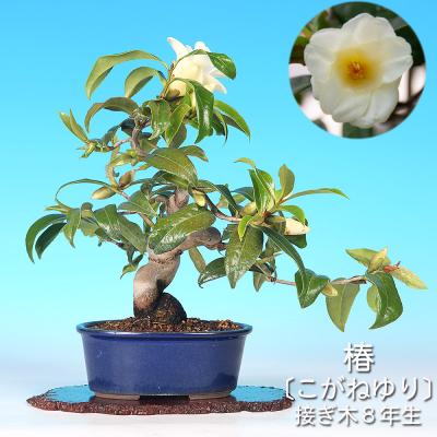 椿 盆栽のおすすめ人気商品一覧 通販 - Yahoo!ショッピング