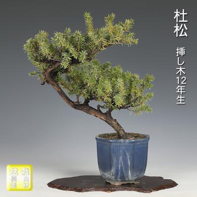 杜松 盆栽（盆栽、苔玉） | 花、ガーデニング のおすすめ人気商品一覧