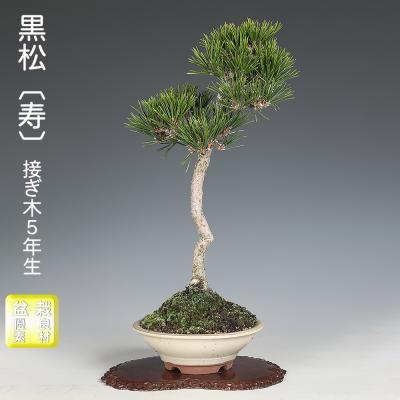 黒松盆栽のおすすめ人気商品一覧 通販 - Yahoo!ショッピング