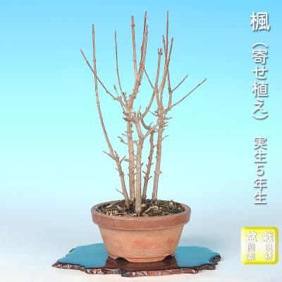 楓 盆栽の商品一覧 通販 - Yahoo!ショッピング