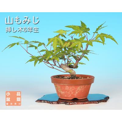 ミニ盆栽 もみじのおすすめ人気商品一覧 通販 - Yahoo!ショッピング