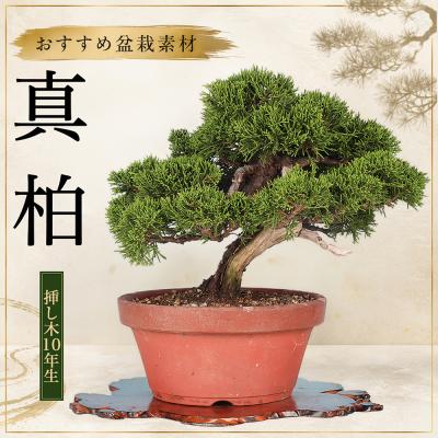 真柏のおすすめ人気商品一覧 通販 - Yahoo!ショッピング