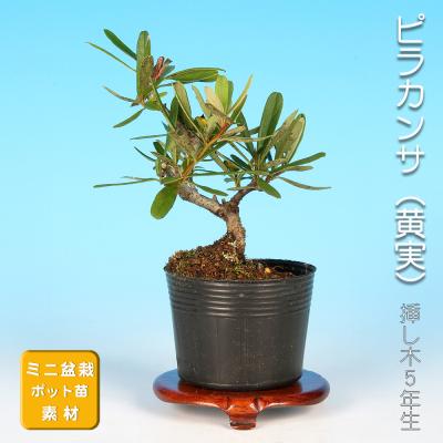 貴風盆栽、ピラカンサス、捻じてん作り 幹太　沢山の実付き 目立った傷や汚れなし 現在葉姿（実なし）秋から冬に色づく実、初夏の花を楽しむ【ピラカンサ