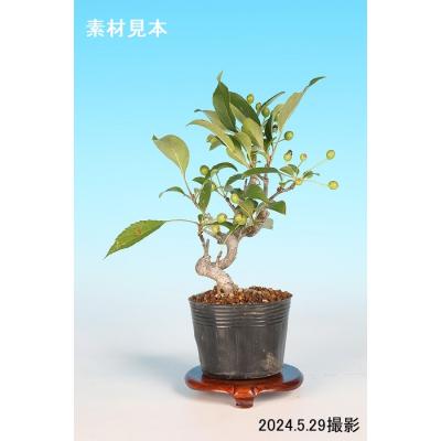 ハナカイドウ 盆栽の商品一覧 通販 - Yahoo!ショッピング ハナカイドウ 盆栽の商品一覧 通販 - Yahoo!ショッピング