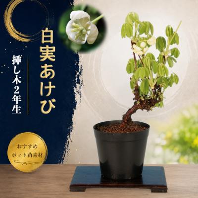 アケビ 盆栽（盆栽、苔玉） | 花、ガーデニング の商品一覧 通販