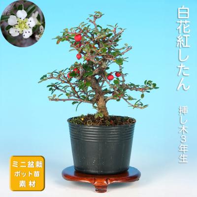 盆栽 昌国の商品一覧 通販 - Yahoo!ショッピング
