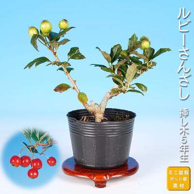 サンザシの実（盆栽、苔玉） | 花、ガーデニング のおすすめ人気商品