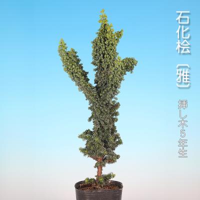 小品盆栽　石化檜　高級盆栽 盆栽・石化檜 Bonsai Japanese Cypress・Sekahinoki
