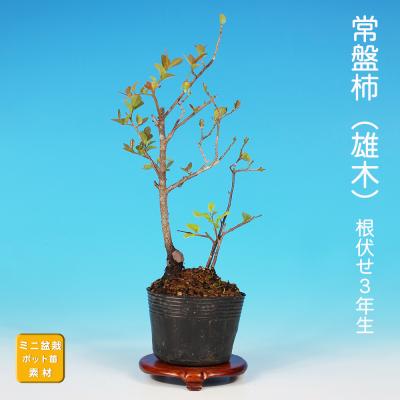 コマユミ盆栽のおすすめ人気商品一覧 通販 - Yahoo!ショッピング