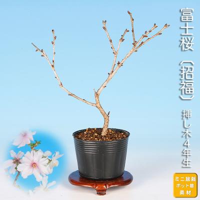 富士桜盆栽のおすすめ人気商品一覧 通販 - Yahoo!ショッピング