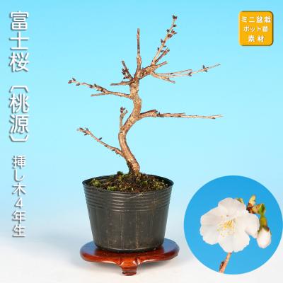 富士桜 盆栽のおすすめ人気商品一覧 通販 - Yahoo!ショッピング