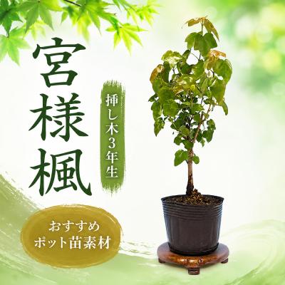 楓 カエデ ミニ盆栽 小品盆栽 カエデ 盆栽の商品一覧 通販 - Yahoo!ショッピング