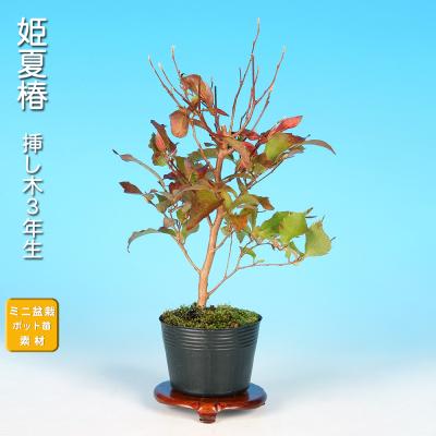 夏椿盆栽（盆栽、苔玉） | 花、ガーデニング のおすすめ人気商品一覧