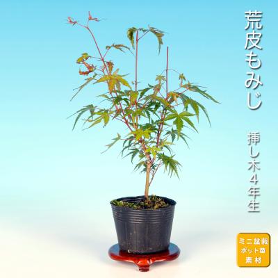もみじ苗木（盆栽、苔玉） | 花、ガーデニング のおすすめ人気商品一覧
