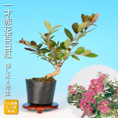百日紅 盆栽のおすすめ人気商品一覧 通販 - Yahoo!ショッピング