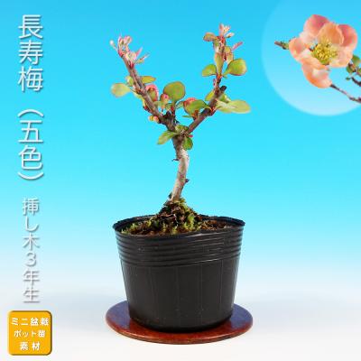 長寿梅（盆栽）｜盆栽、苔玉 | 花、ガーデニング の商品一覧 通販