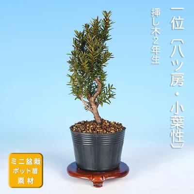 真柏（盆栽用苗）｜盆栽、苔玉 | 花、ガーデニング のおすすめ人気商品