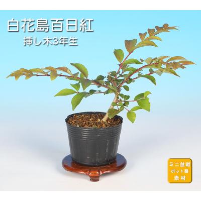 百日紅 盆栽のおすすめ人気商品一覧 通販 - Yahoo!ショッピング