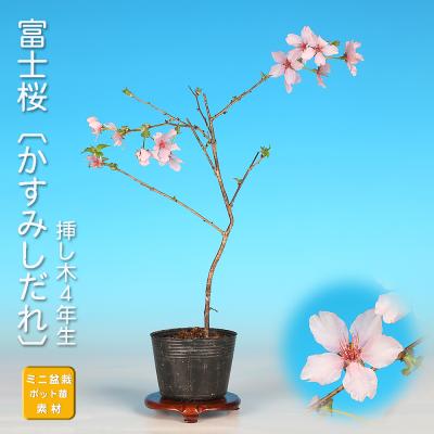 しだれ桜の盆栽 しだれ桜の盆栽を販売｜入門は盆栽妙 – 盆栽妙 本店