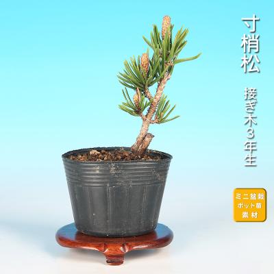 黒松盆栽素材のおすすめ人気商品一覧 通販 - Yahoo!ショッピング
