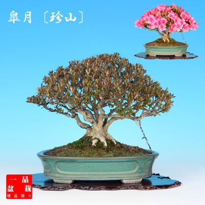 カッチャン様予約！ 花音 皐月盆栽 さつき盆栽 サツキ盆栽 カッチャン様予約！ 花音 皐月盆栽 さつき盆栽 サツキ盆栽