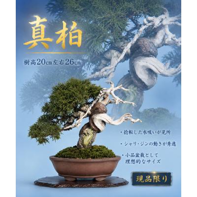 真柏（花、ガーデニング）のおすすめ人気商品一覧 通販 - Yahoo