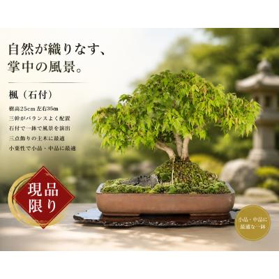 楓 盆栽のおすすめ人気商品一覧 通販 - Yahoo!ショッピング