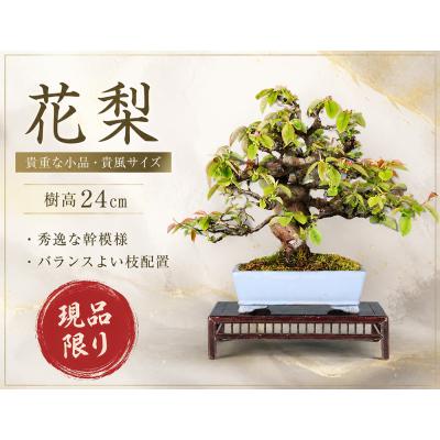 盆栽のおすすめ人気商品一覧 通販 - Yahoo!ショッピング