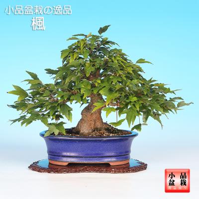 楓 かえで カエデ 楓盆栽 かえで盆栽 小品盆栽 紅葉　盤根 楓 カエデ かえで 楓盆栽 紅葉 小品盆栽 盤根
