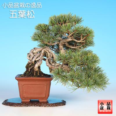 宮島五葉松 [模様木] 小品盆栽 宮島五葉松 [模様木] 小品盆栽 宮島
