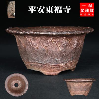 盆栽彩都ヤフー店 - 平安東福寺｜Yahoo!ショッピング