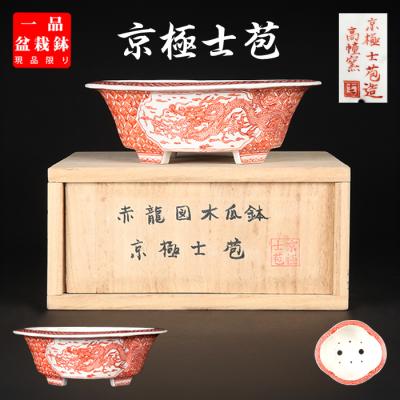 盆栽彩都ヤフー店 - 今月の新着｜Yahoo!ショッピング