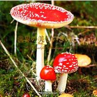 世界の美しいきのこ/保坂健太郎【監修】 | ブックオフ2号館 ヤフーショッピング店