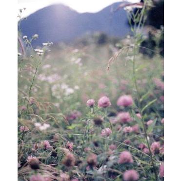 伊東遥（邦画の映像ソフト） | DVD、映像ソフト のおすすめ人気商品