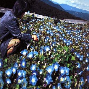 レミオロメン 朝顔（CD、音楽ソフト）のおすすめ人気商品一覧 通販