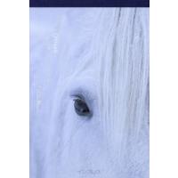 エピタフ　幻の島、ユルリの光跡 / 岡田敦 | 京都 大垣書店オンライン