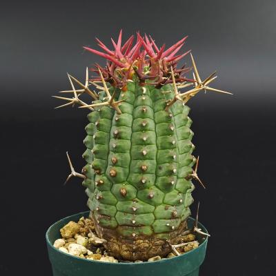 ユーフォルビア種（サボテン、多肉植物） | 花、ガーデニング の