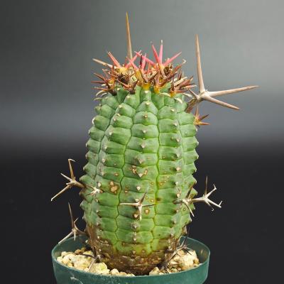 ユーフォルビア種（サボテン、多肉植物） | 花、ガーデニング の