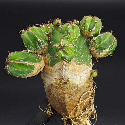 ユーフォルビア種（サボテン、多肉植物） | 花、ガーデニング の商品