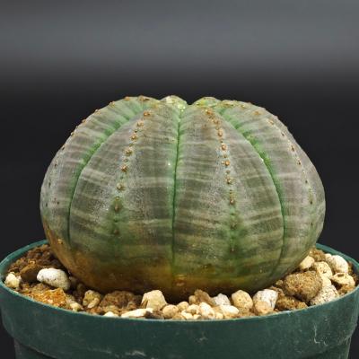 ユーフォルビア種（サボテン、多肉植物） | 花、ガーデニング の商品