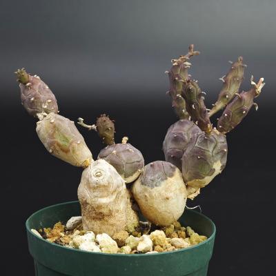 ユーフォルビア種（サボテン、多肉植物） | 花、ガーデニング の商品