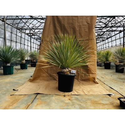 ドライガーデン 植物のおすすめ人気ランキングTOP100 - Yahoo!ショッピング