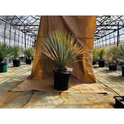 ドライガーデン 植物のおすすめ人気ランキングTOP100 - Yahoo!ショッピング