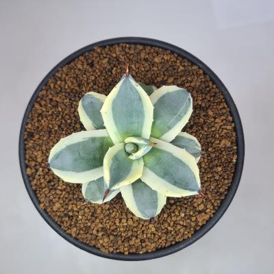 アガベ パラサナのおすすめ人気商品一覧 通販 - Yahoo!ショッピング